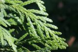 Thuja plicata. Веточки. Узбекистан, г. Ташкент, Ботанический сад им. Ф.Н. Русанова. 08.10.2012.