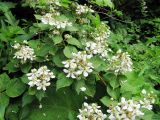 Rubus allegheniensis