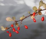 Berberis thunbergii. Веточка с вызревшими плодами (видна обратная сторона листьев). Германия, г. Кемпен, в культуре. 19.09.2012.