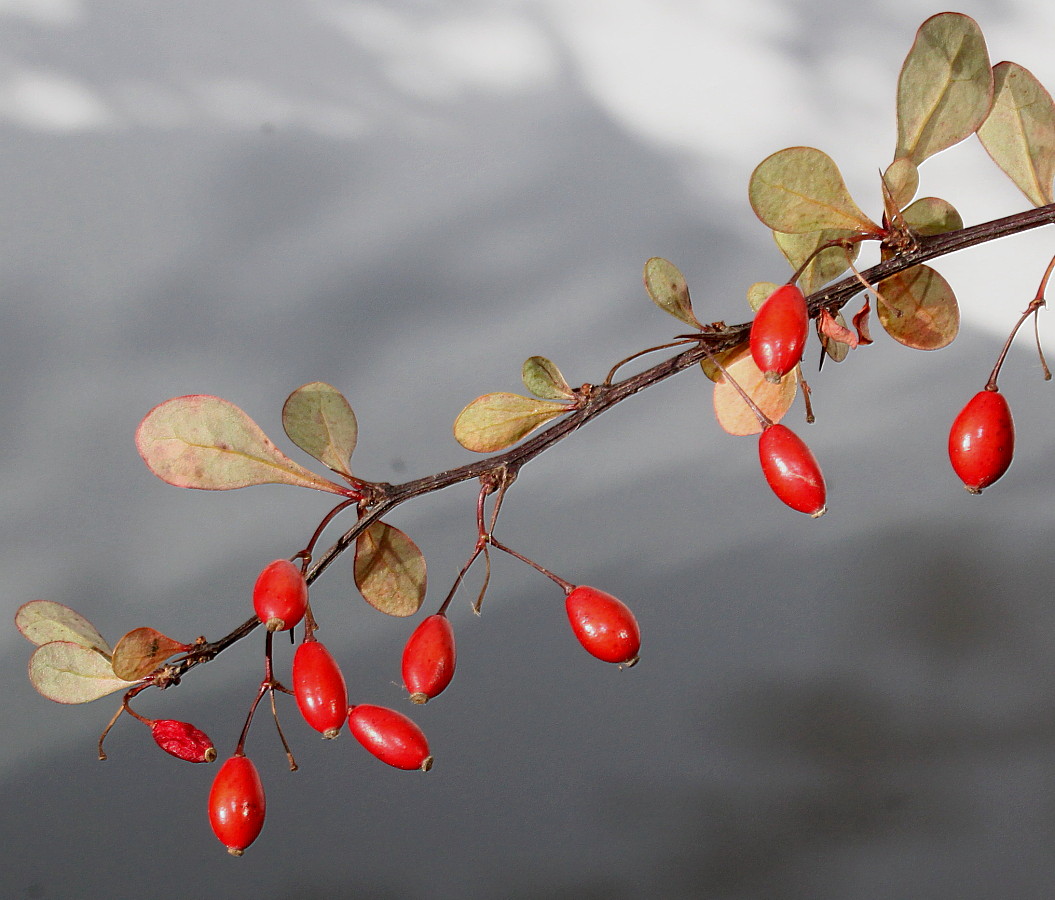 Image of Berberis thunbergii specimen.