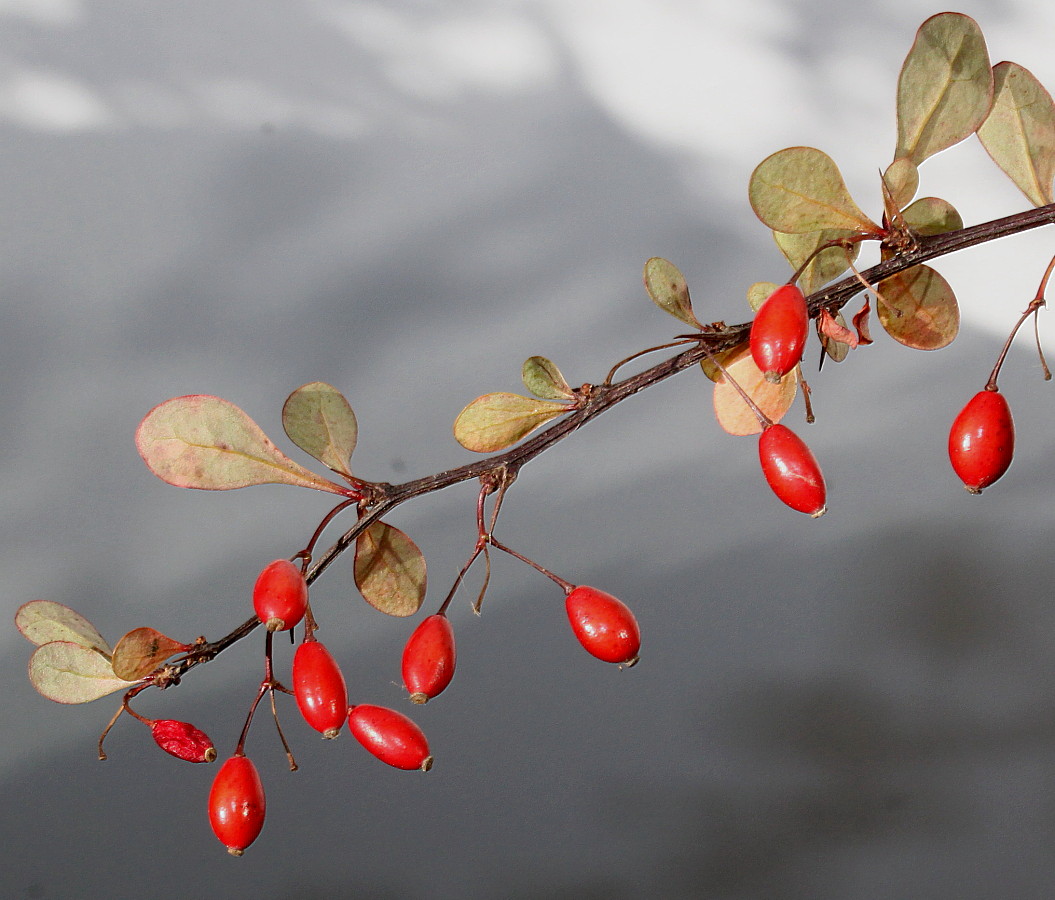 Изображение особи Berberis thunbergii.