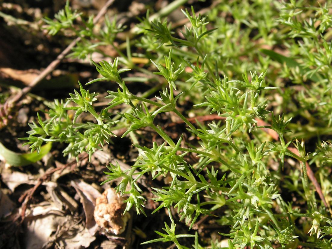 Изображение особи Scleranthus annuus.