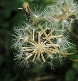 Crepis paludosa