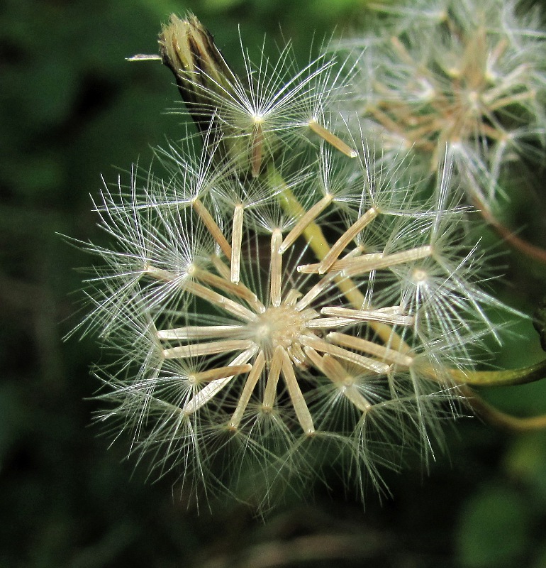 Image of Crepis paludosa specimen.