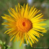 Inula helenium