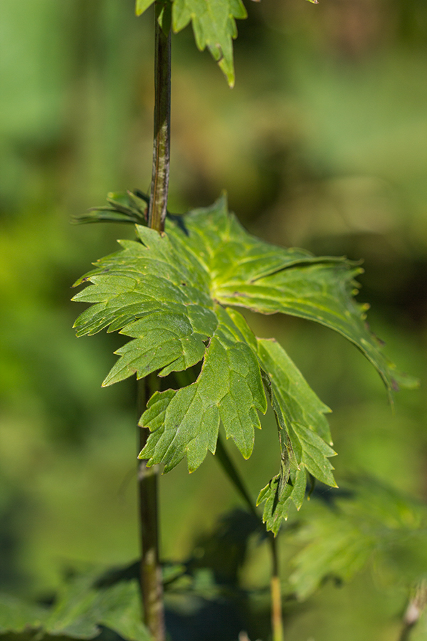 Image of Aconitum orientale specimen.