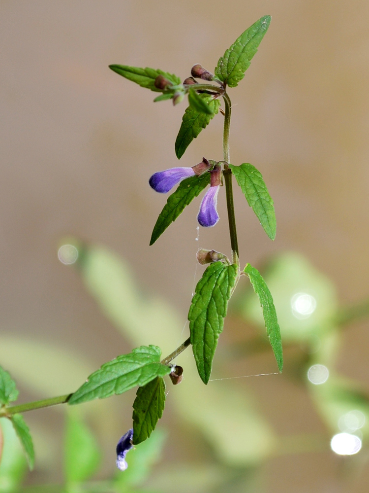 Image of Scutellaria galericulata specimen.