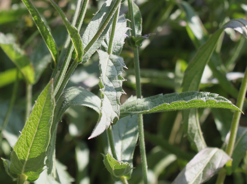 Image of Verbena rigida specimen.