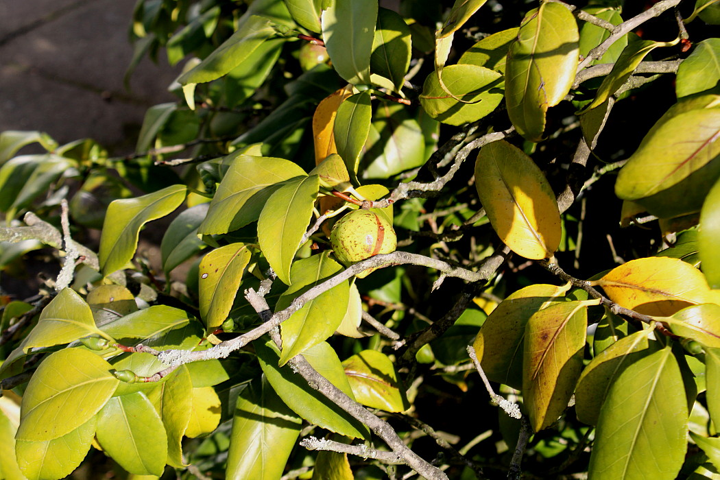 Image of Camellia japonica specimen.