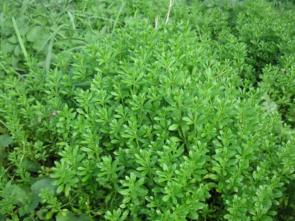 Изображение особи Galium aparine.