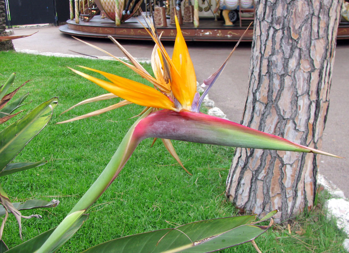 Изображение особи Strelitzia reginae.