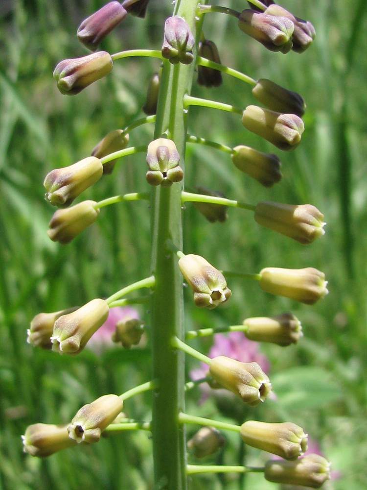 Image of Leopoldia comosa specimen.