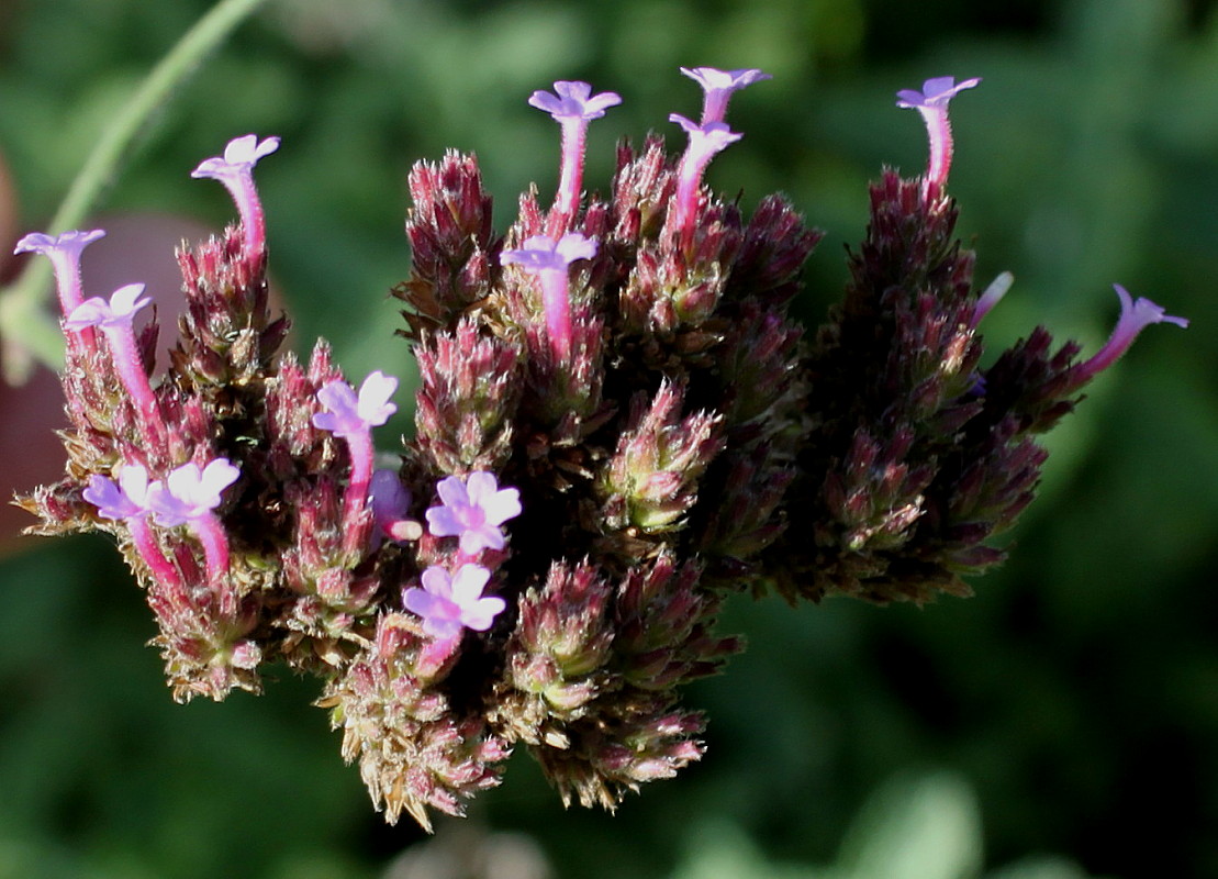 Изображение особи Verbena bonariensis.