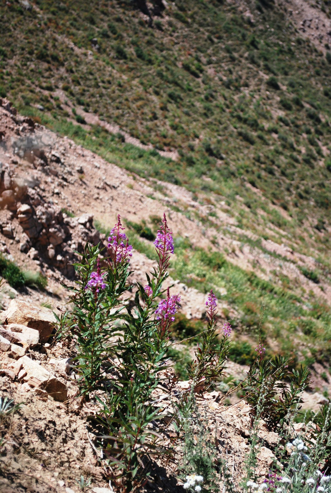 Image of Chamaenerion angustifolium specimen.