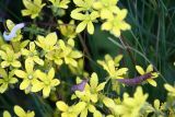 Saxifraga hirculus