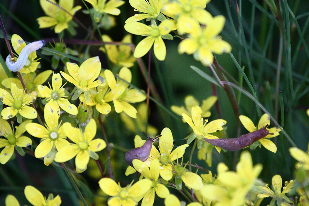 Изображение особи Saxifraga hirculus.