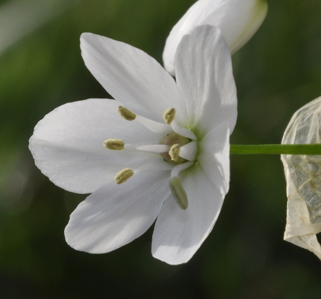 Изображение особи Allium neapolitanum.