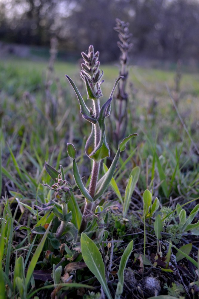 Image of genus Melandrium specimen.