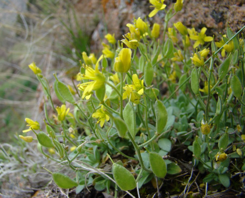 Image of Draba arseniewii specimen.