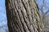 Robinia pseudoacacia