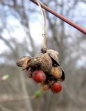 род Euonymus. Прошлогоднее соплодие. Ставропольский край, г. Кисловодск, Курортный парк средний. 27.03.2013.