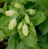 Weigela middendorffiana