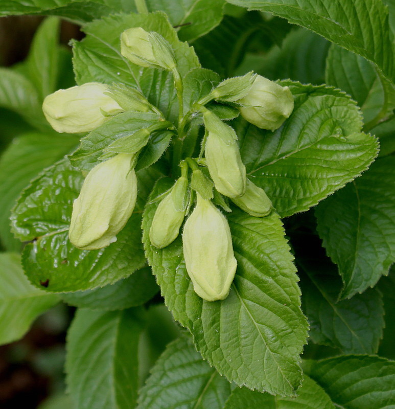 Image of Weigela middendorffiana specimen.