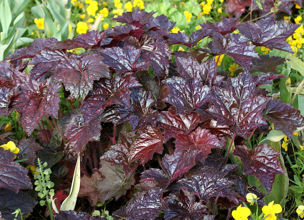 Image of Heuchera micrantha specimen.