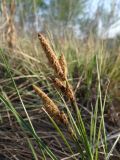 genus Carex