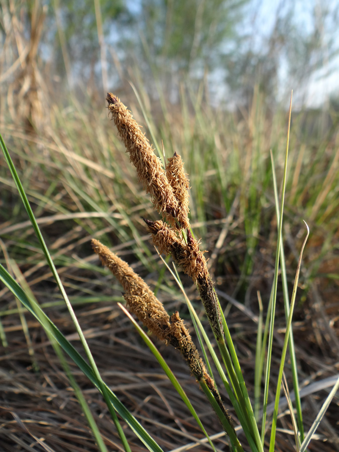 Изображение особи род Carex.