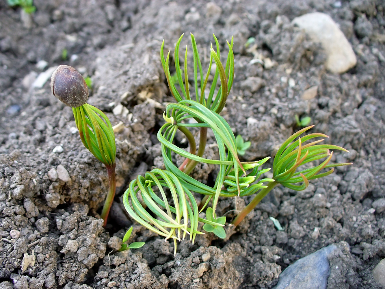 Image of Pinus sibirica specimen.