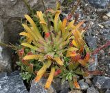 Saxifraga cotyledon