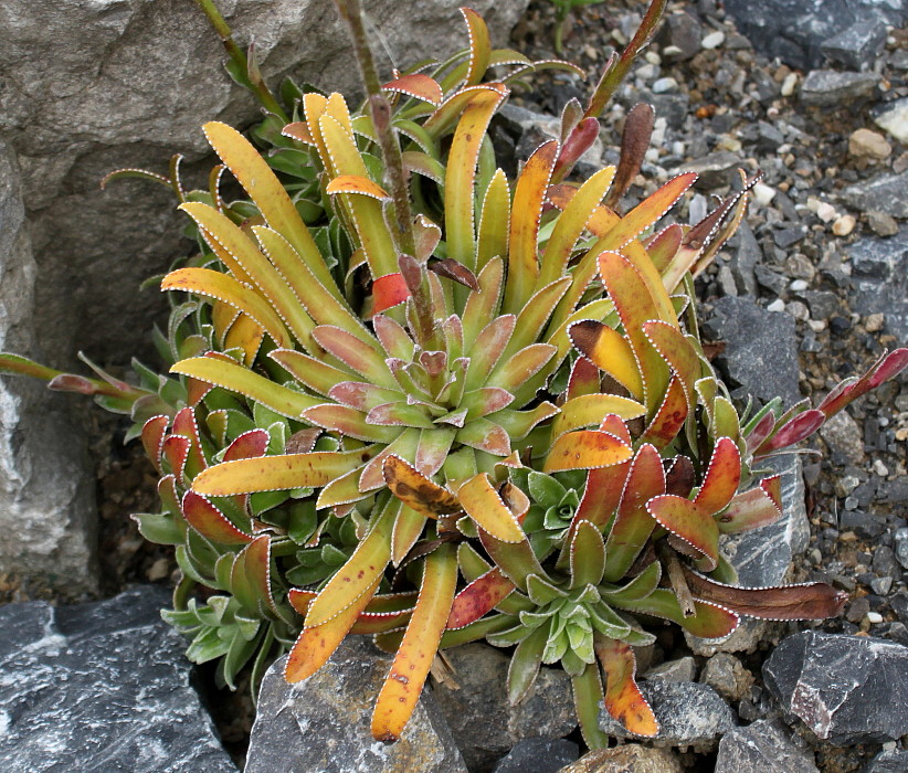 Изображение особи Saxifraga cotyledon.