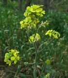 Sisymbrium orientale