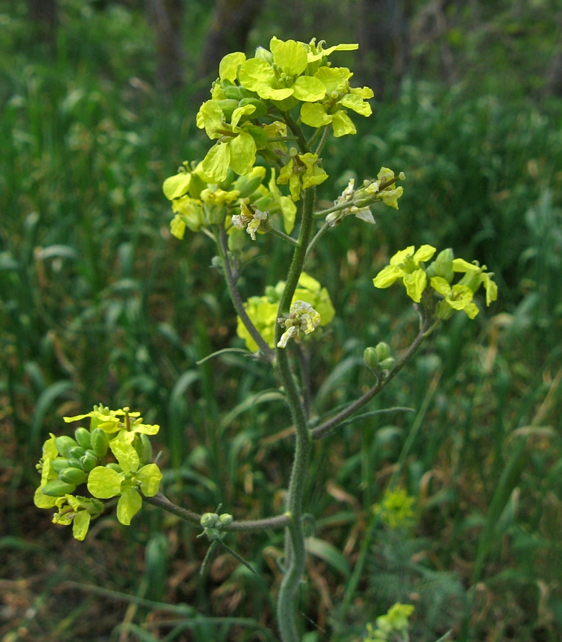 Изображение особи Sisymbrium orientale.