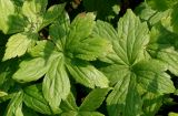 Geranium nodosum