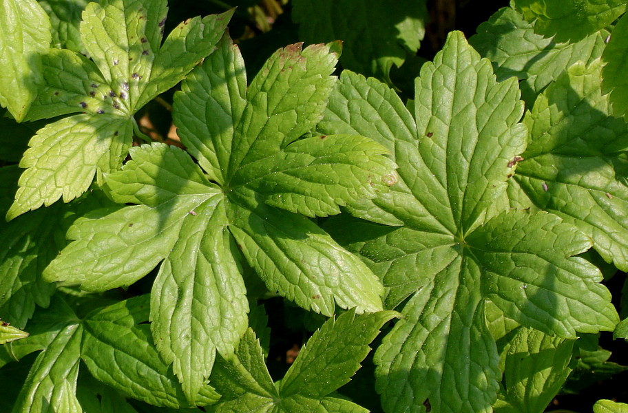 Image of Geranium nodosum specimen.