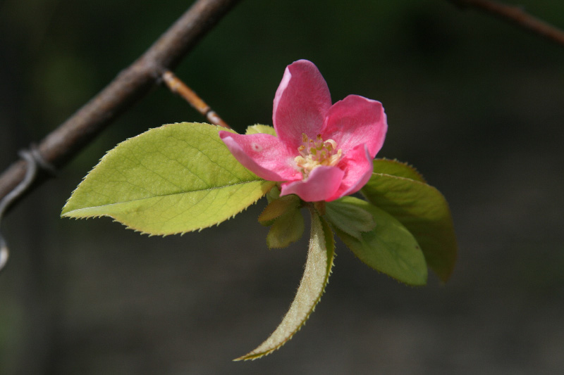 Изображение особи Pseudocydonia sinensis.