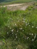 Eriophorum vaginatum