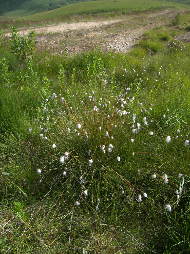 Image of Eriophorum vaginatum specimen.