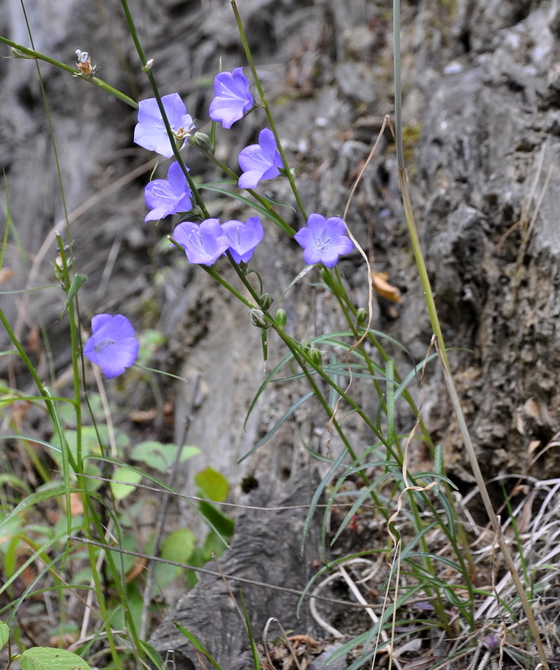 Image of Campanula persicifolia specimen.