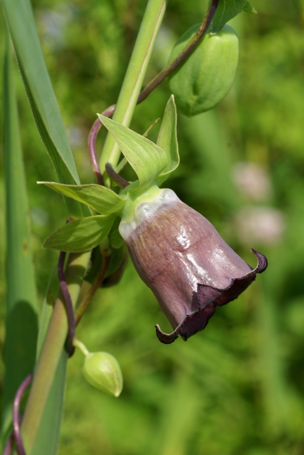 Изображение особи Codonopsis ussuriensis.