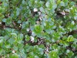 Salix myrsinites. Верхушки побегов. Мурманская обл., Ловозерские тундры, у ручья. 28.07.2013.