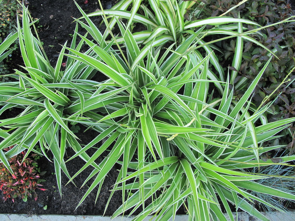 Image of Chlorophytum comosum specimen.