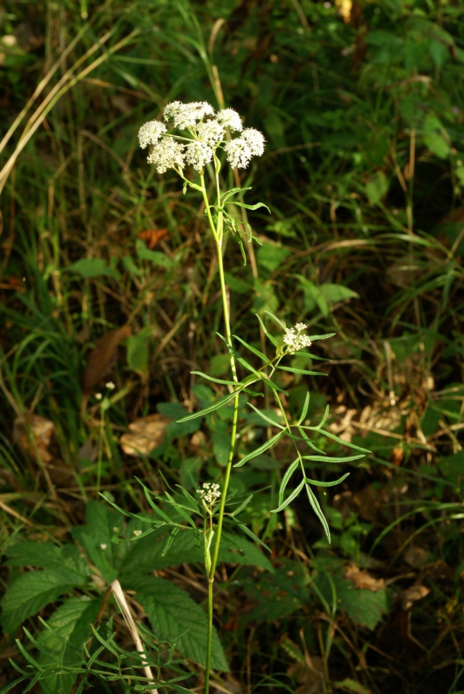 Image of Ostericum maximowiczii specimen.