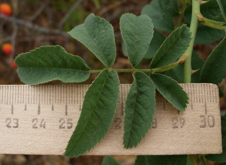 Изображение особи Rosa tomentosa.