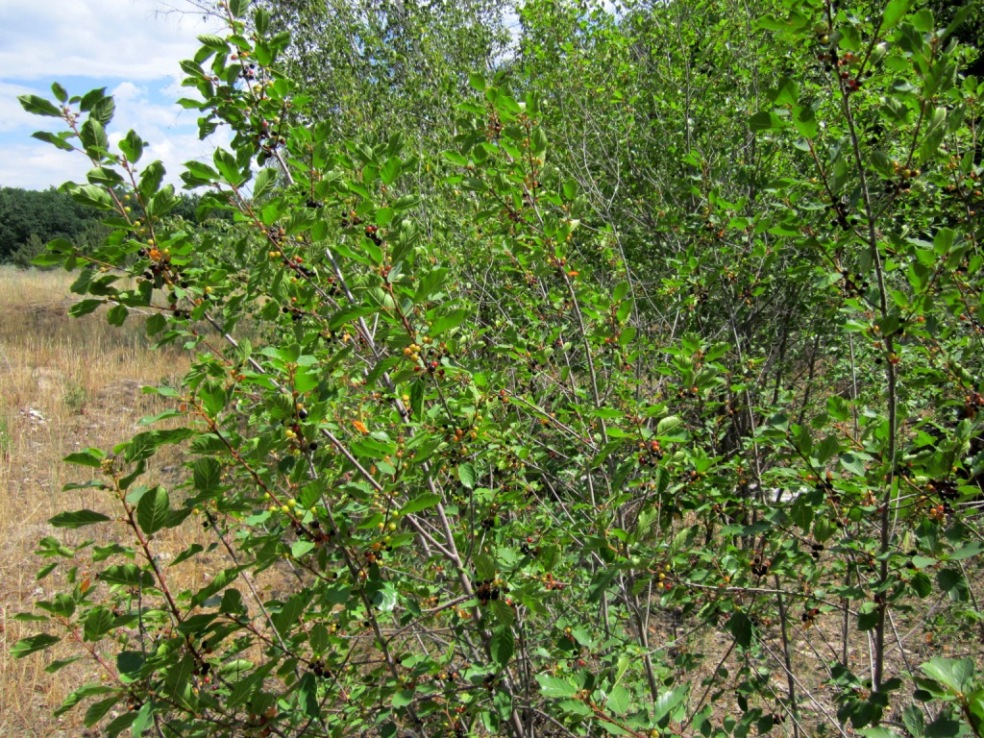Image of Frangula alnus specimen.