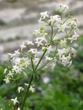 Galium calcareum. Соцветие с цветками и завязавшимися плодами. Краснодарский край, Крымский р-н, окр. ст. Нижнебаканская, каменистая осыпь. 30.09.2013.