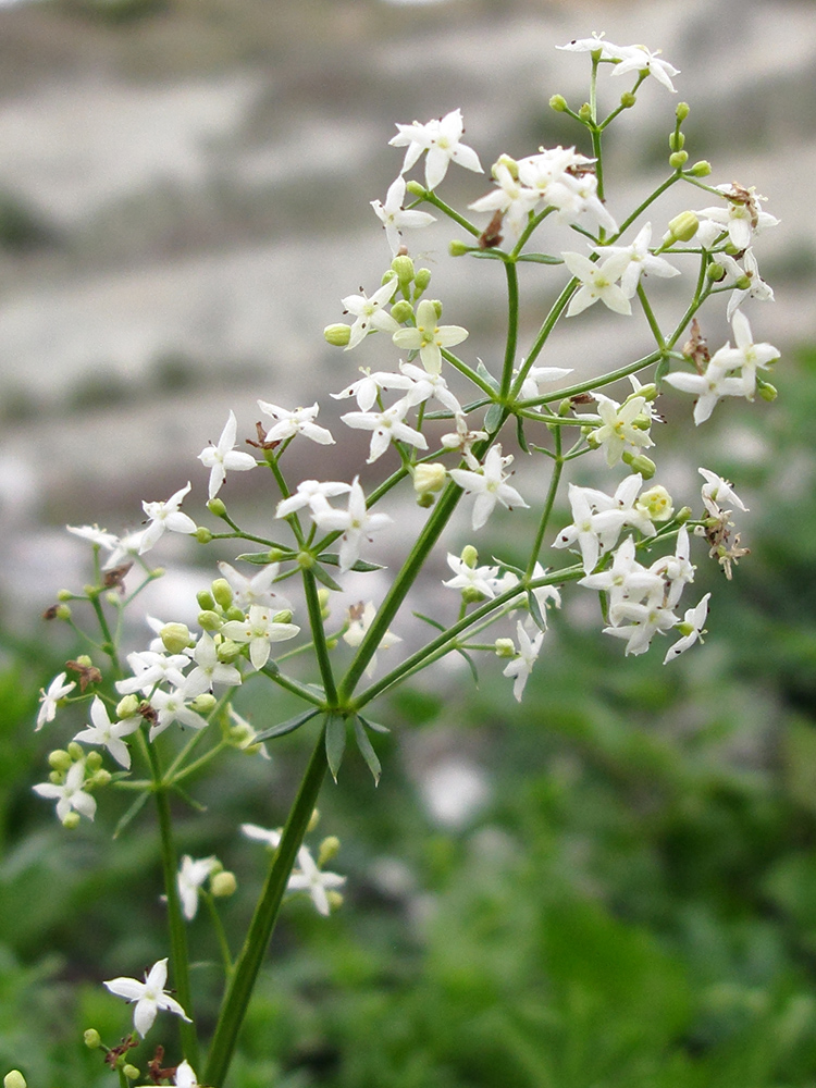 Изображение особи Galium calcareum.