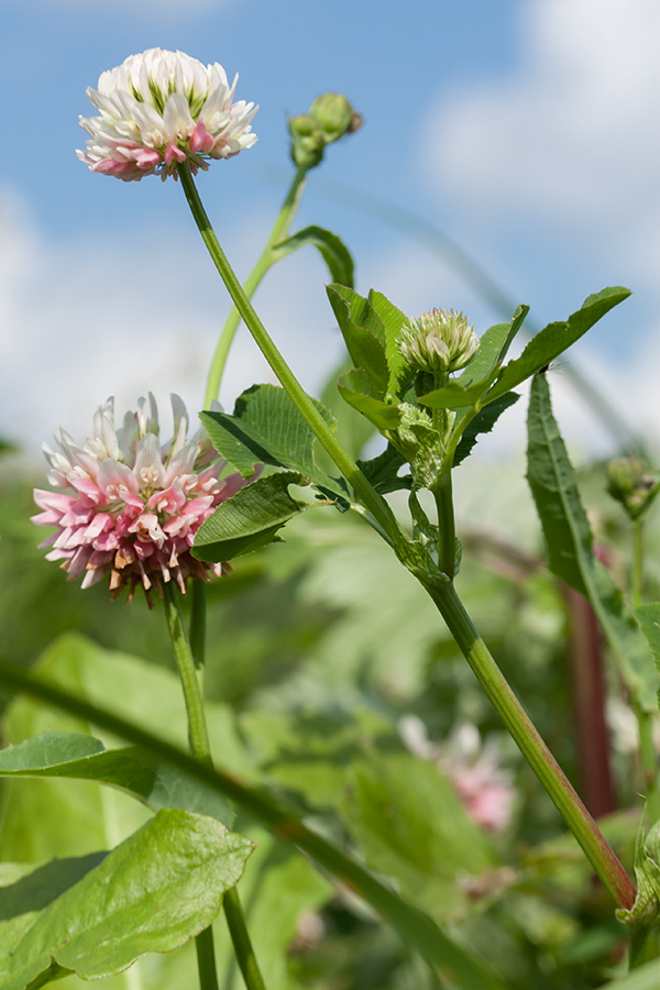 Изображение особи Trifolium hybridum.